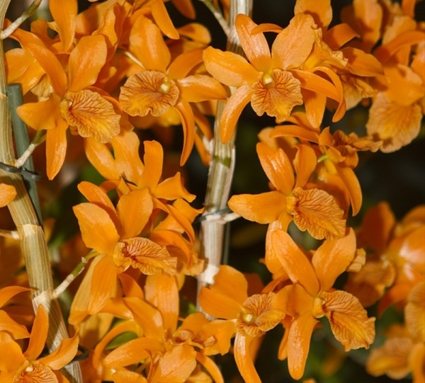 Dendrobium Orange Duchee - Dendrobium - Orchids - Flowers by category
